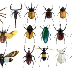 Common Pests and How Pest Control Services Can Help Eliminate Them