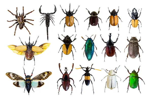 Common Pests and How Pest Control Services Can Help Eliminate Them