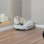 Cleaning Tips for a Litter Box Odor Free Home Managing Pet Waste