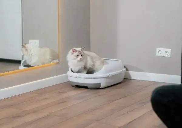 Cleaning Tips for a Litter Box Odor Free Home Managing Pet Waste