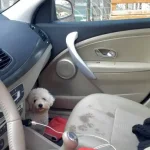 Cleaning Tips for a Pet Hair Free Car Keeping Your Vehicle Tidy