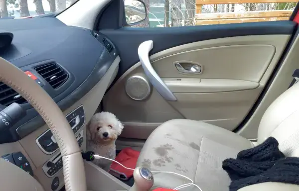 Cleaning Tips for a Pet Hair Free Car Keeping Your Vehicle Tidy